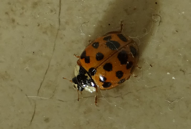 Coccinellidae: Harmonia axyridis